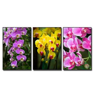 Bộ 3 bức tranh đẹp hình ảnh những cành phong lan nhiều màu sắc tươi tắn