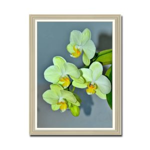 Mẫu tranh khổ đứng hình ảnh hoa phong lan đẹp màu vàng xanh