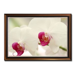Mẫu tranh treo tường hình ảnh hoa lan cánh trắng hồng đẹp
