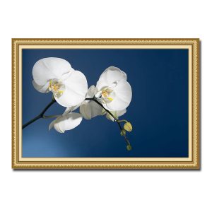 Mẫu tranh treo tường hình ảnh hoa lan trắng trên nền xanh đẹp