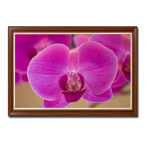 Mẫu tranh treo tường đẹp hình ảnh hoa phong lan màu hồng tươi