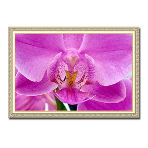 Mẫu tranh treo tường đẹp hình ảnh hoa lan tím phớt hồng đẹp cận cảnh