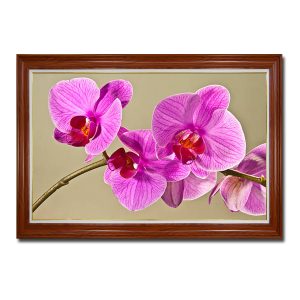 Mẫu tranh treo tường đẹp hình ảnh cành lan hồ điệp đẹp màu tím hồng tươi