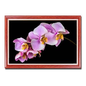 Mẫu tranh treo tường đẹp hình ảnh cành phong lan tím trên nền đen đẹp