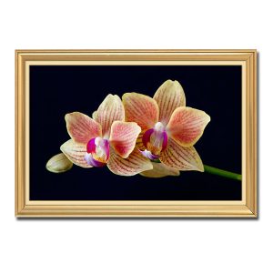Mẫu tranh treo tường đẹp hình ảnh nhánh lan hồ điệp nổi bật trên nền màu đen
