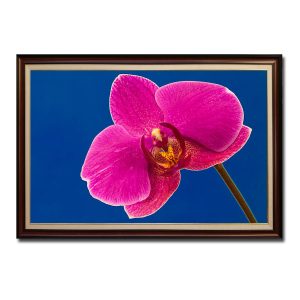 Mẫu tranh treo tường đẹp hình ảnh bông hoa lan rực đỏ tươi trên nền xanh dương