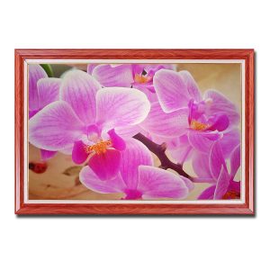 Mẫu tranh treo tường đẹp hình ảnh những bông hoa lan hồng tươi tắn