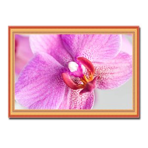 Mẫu tranh treo tường đẹp hình ảnh bông hoa lan hồng phóng to