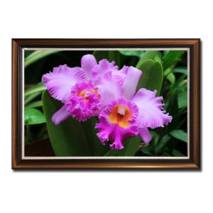 Mẫu tranh treo tường đẹp hình ảnh những bông hoa lan tím hồng khoe sắc nổi bật trên nền lá