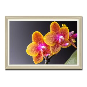 Mẫu tranh treo tường đẹp hình ảnh hai bông lan vàng cam nổi bật trên nền ghi