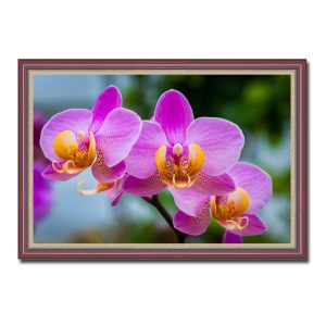 Mẫu tranh treo tường đẹp hình ảnh những bông hoa lan hồng tươi nở trên cành