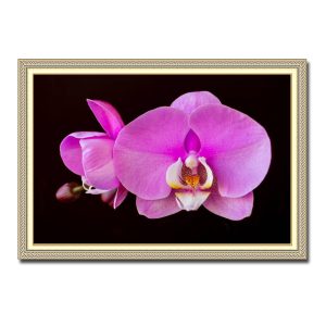 Mẫu tranh treo tường đẹp nền đen làm nổi bật những bông hoa lan màu hồng tươi tắn