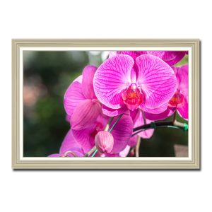 Mẫu tranh treo tường màu đỏ hồng rực rỡ của những bông hoa phong lan