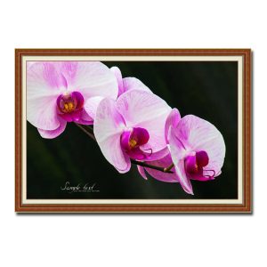 Mẫu tranh treo tường hình ảnh cành hoa lan tím phớt hồng trên nền đen tương phản