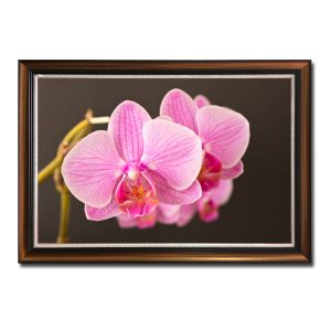Mẫu tranh treo tường hình ảnh cành lan đẹp với những bông hoa màu hồng tươi