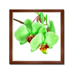 Mẫu tranh khổ vuông đẹp hình ảnh hoa lan hồ điệp màu xanh