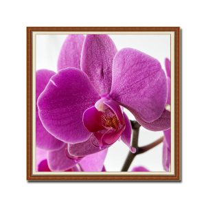 Mẫu tranh khổ vuông đẹp hình ảnh những bông hoa lan màu tím hồng tươi