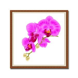 Mẫu tranh khổ vuông đẹp hình ảnh hoa phong lan màu hồng tươi nổi bật