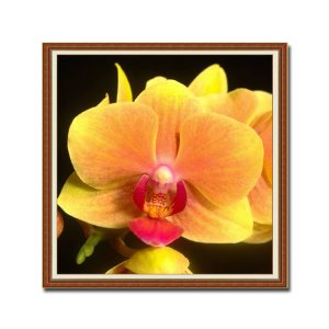 Mẫu tranh khổ vuông đẹp hình ảnh nhưng bông hoa lan màu vàng cam rực rỡ