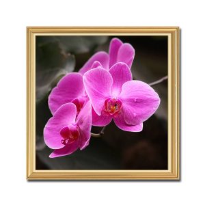 Mẫu tranh khổ vuông đẹp hình ảnh cành hoa lan với màu tím hồng tươi tắn