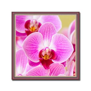 Mẫu tranh khổ vuông đẹp hình ảnh những bông hoa phong lan hồng